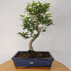 Chinese Pepper Bonsai Tree | 25cm Pot - Unique & Beautiful, Discover the Chinese Pepper Bonsai Tree from Sichuan, China. Aesthetic charm with glossy leaves and red berries. Buy this unique, cultural bonsai now!