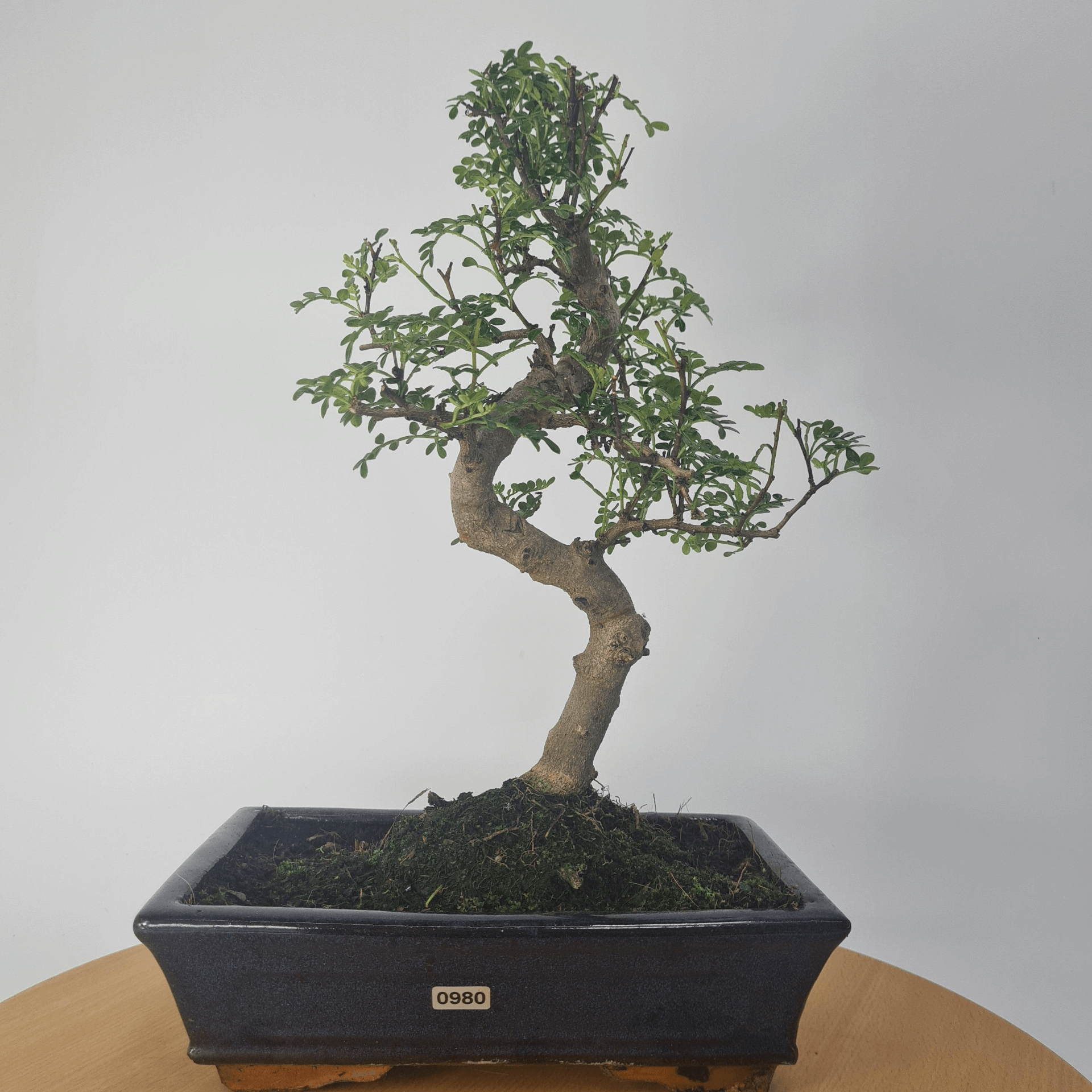 Chinese Pepper Bonsai Tree | 25cm Pot - Unique & Beautiful, Discover the Chinese Pepper Bonsai Tree from Sichuan, China. Aesthetic charm with glossy leaves and red berries. Buy this unique, cultural bonsai now!