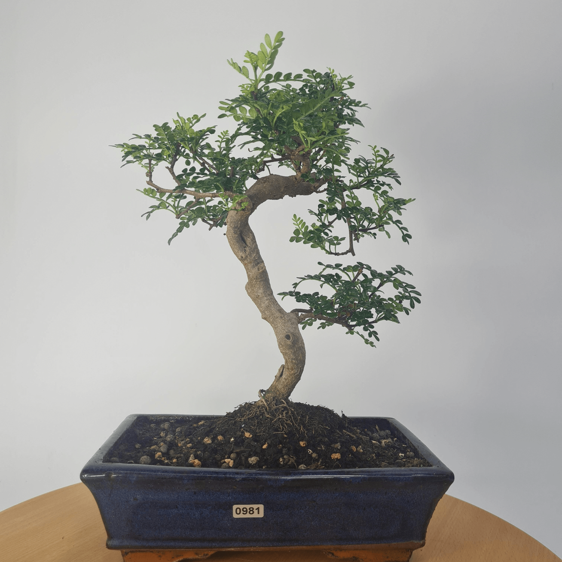 Chinese Pepper Bonsai Tree | 25cm Pot - Unique & Beautiful, Discover the Chinese Pepper Bonsai Tree from Sichuan, China. Aesthetic charm with glossy leaves and red berries. Buy this unique, cultural bonsai now!