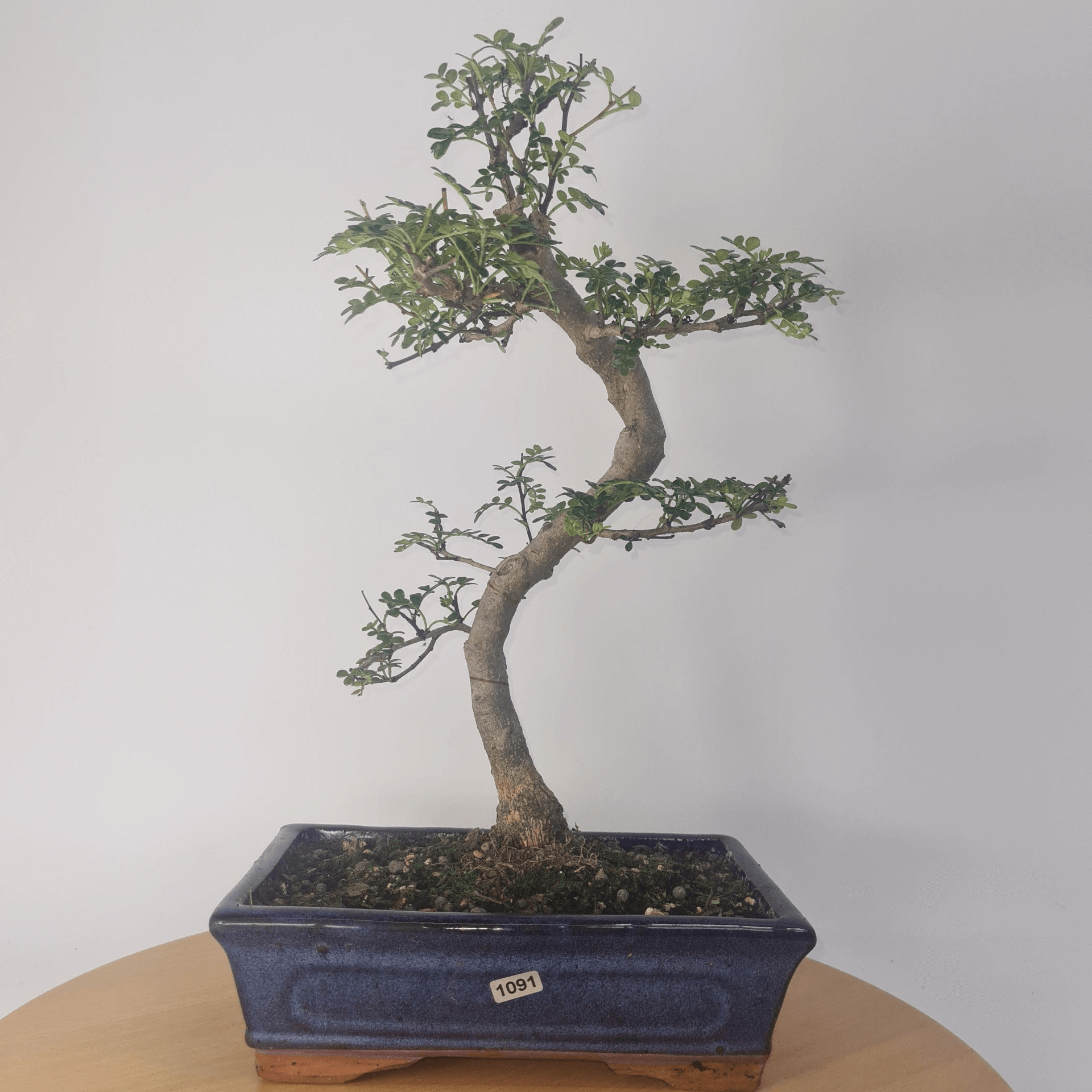 Chinese Pepper Bonsai Tree | 25cm Pot - Unique & Beautiful, Discover the Chinese Pepper Bonsai Tree from Sichuan, China. Aesthetic charm with glossy leaves and red berries. Buy this unique, cultural bonsai now!