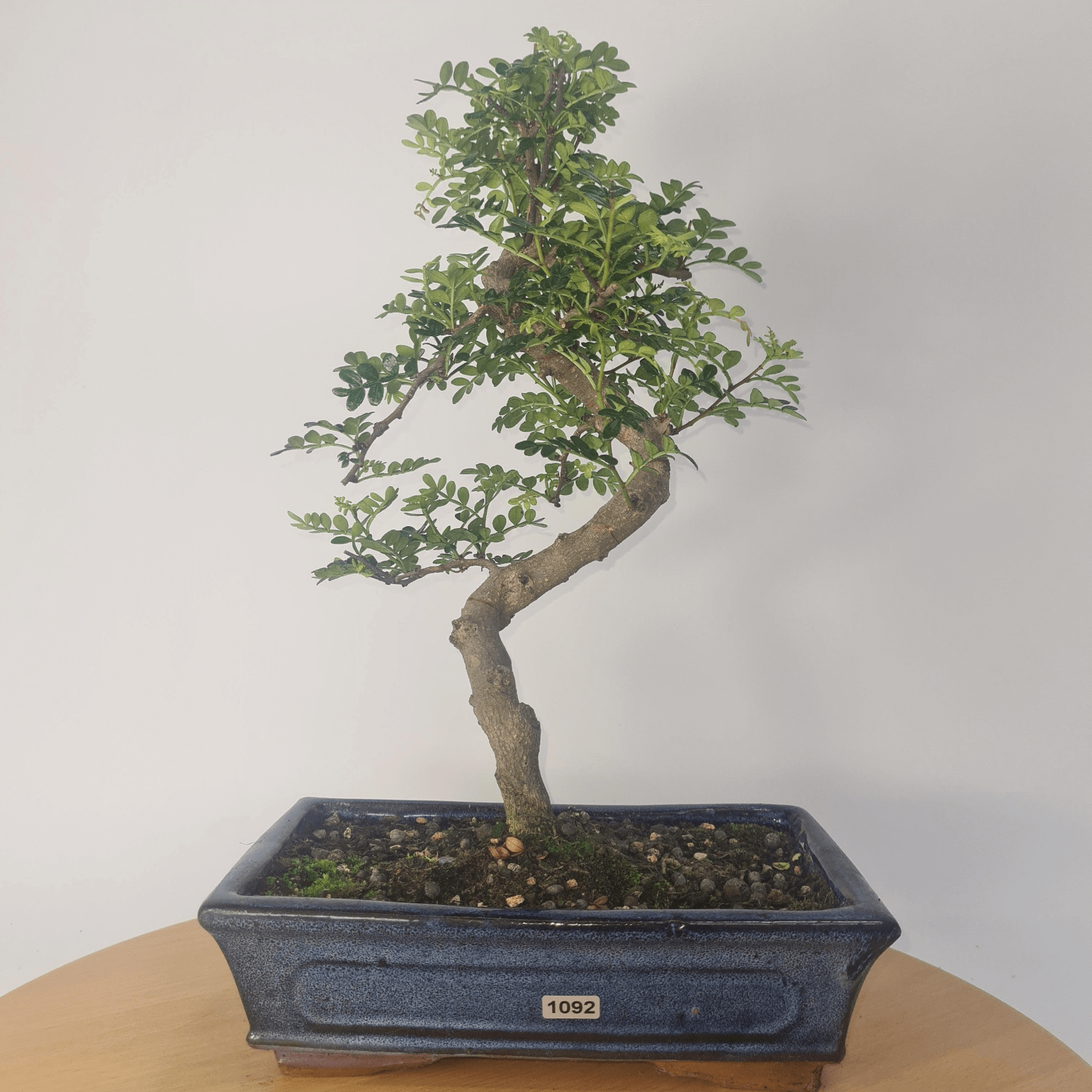 Chinese Pepper Bonsai Tree | 25cm Pot - Unique & Beautiful, Discover the Chinese Pepper Bonsai Tree from Sichuan, China. Aesthetic charm with glossy leaves and red berries. Buy this unique, cultural bonsai now!