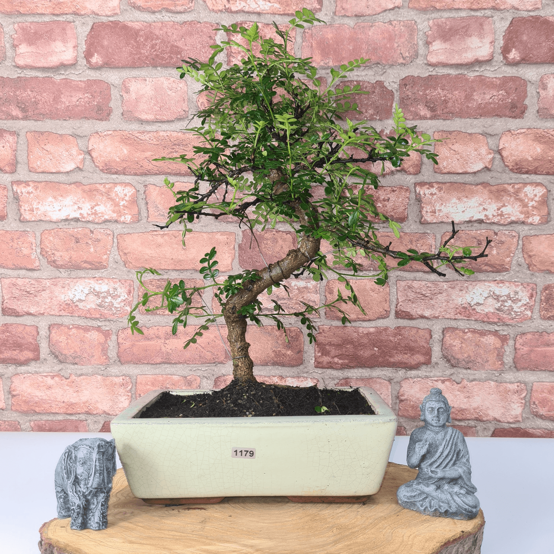 Chinese Pepper Bonsai Tree | 25cm Pot - Unique & Beautiful, Discover the Chinese Pepper Bonsai Tree from Sichuan, China. Aesthetic charm with glossy leaves and red berries. Buy this unique, cultural bonsai now!