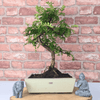 Chinese Pepper Bonsai Tree | 25cm Pot - Unique & Beautiful, Discover the Chinese Pepper Bonsai Tree from Sichuan, China. Aesthetic charm with glossy leaves and red berries. Buy this unique, cultural bonsai now!