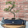 Chinese Pepper Bonsai Tree | 25cm Pot - Unique & Beautiful, Discover the Chinese Pepper Bonsai Tree from Sichuan, China. Aesthetic charm with glossy leaves and red berries. Buy this unique, cultural bonsai now!