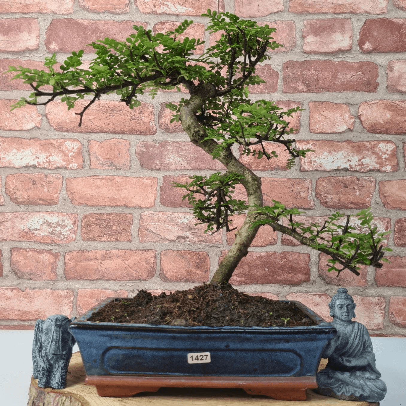 Chinese Pepper Bonsai Tree | 25cm Pot - Unique & Beautiful, Discover the Chinese Pepper Bonsai Tree from Sichuan, China. Aesthetic charm with glossy leaves and red berries. Buy this unique, cultural bonsai now!