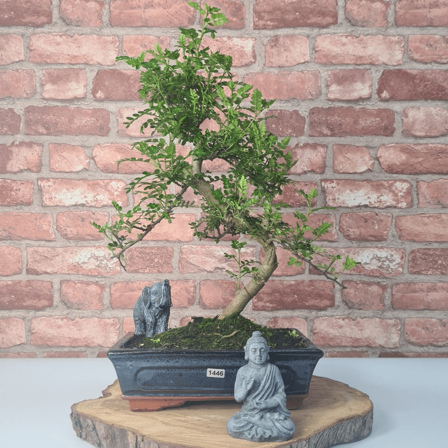 Chinese Pepper Bonsai Tree | 25cm Pot - Unique & Beautiful, Discover the Chinese Pepper Bonsai Tree from Sichuan, China. Aesthetic charm with glossy leaves and red berries. Buy this unique, cultural bonsai now!