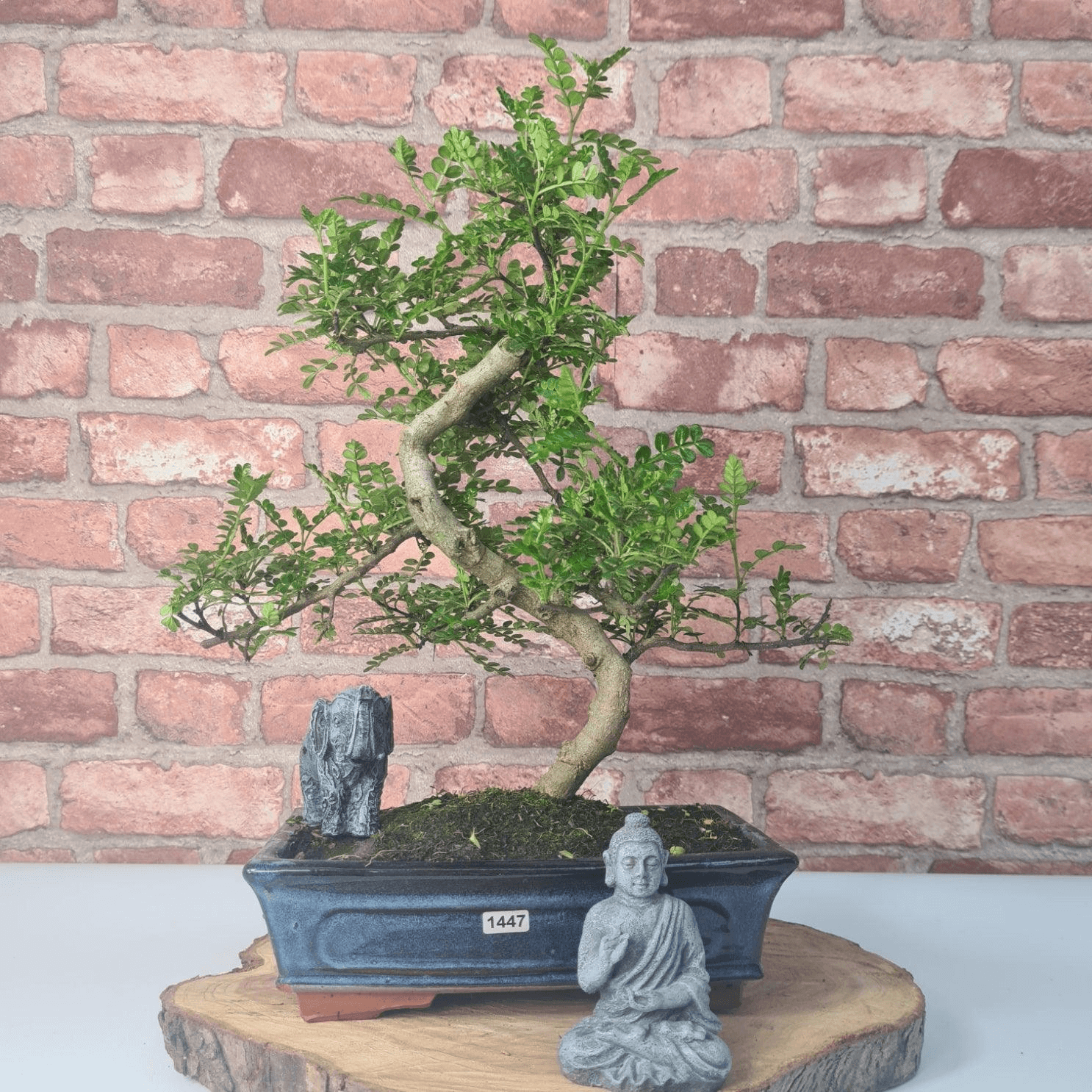 Chinese Pepper Bonsai Tree | 25cm Pot - Unique & Beautiful, Discover the Chinese Pepper Bonsai Tree from Sichuan, China. Aesthetic charm with glossy leaves and red berries. Buy this unique, cultural bonsai now!