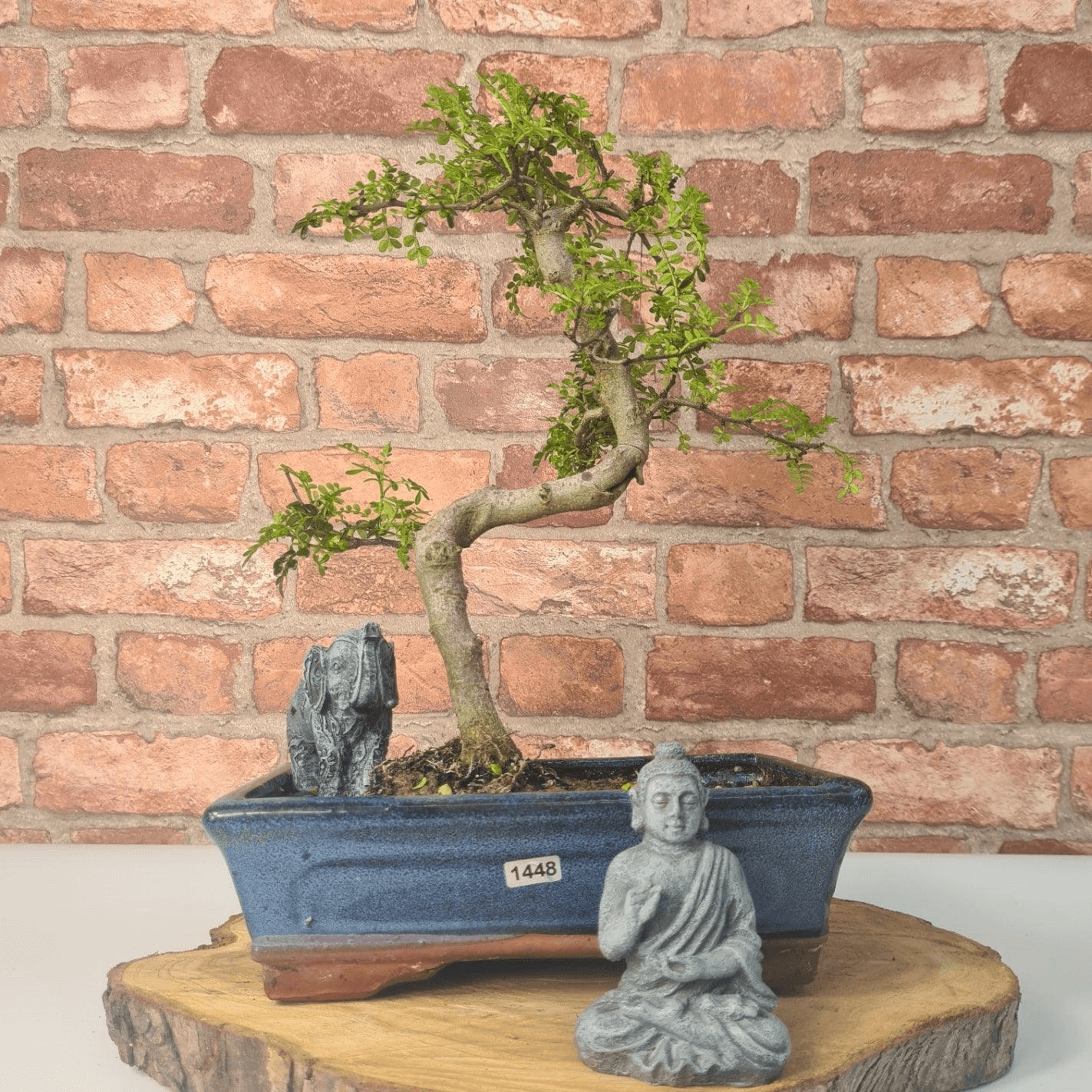 Chinese Pepper Bonsai Tree | 25cm Pot - Unique & Beautiful, Discover the Chinese Pepper Bonsai Tree from Sichuan, China. Aesthetic charm with glossy leaves and red berries. Buy this unique, cultural bonsai now!