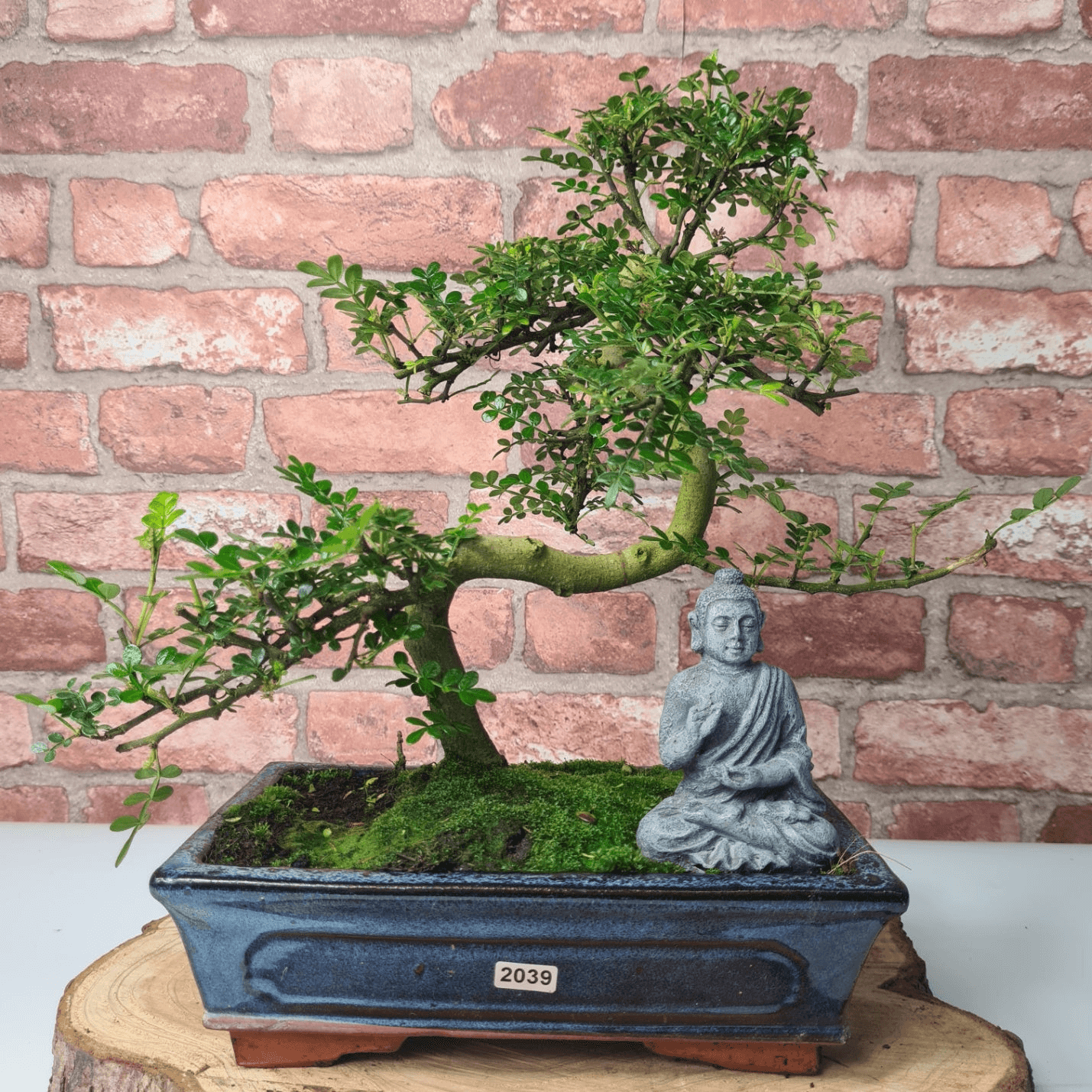 Chinese Pepper Bonsai Tree | 25cm Pot - Unique & Beautiful, Discover the Chinese Pepper Bonsai Tree from Sichuan, China. Aesthetic charm with glossy leaves and red berries. Buy this unique, cultural bonsai now!