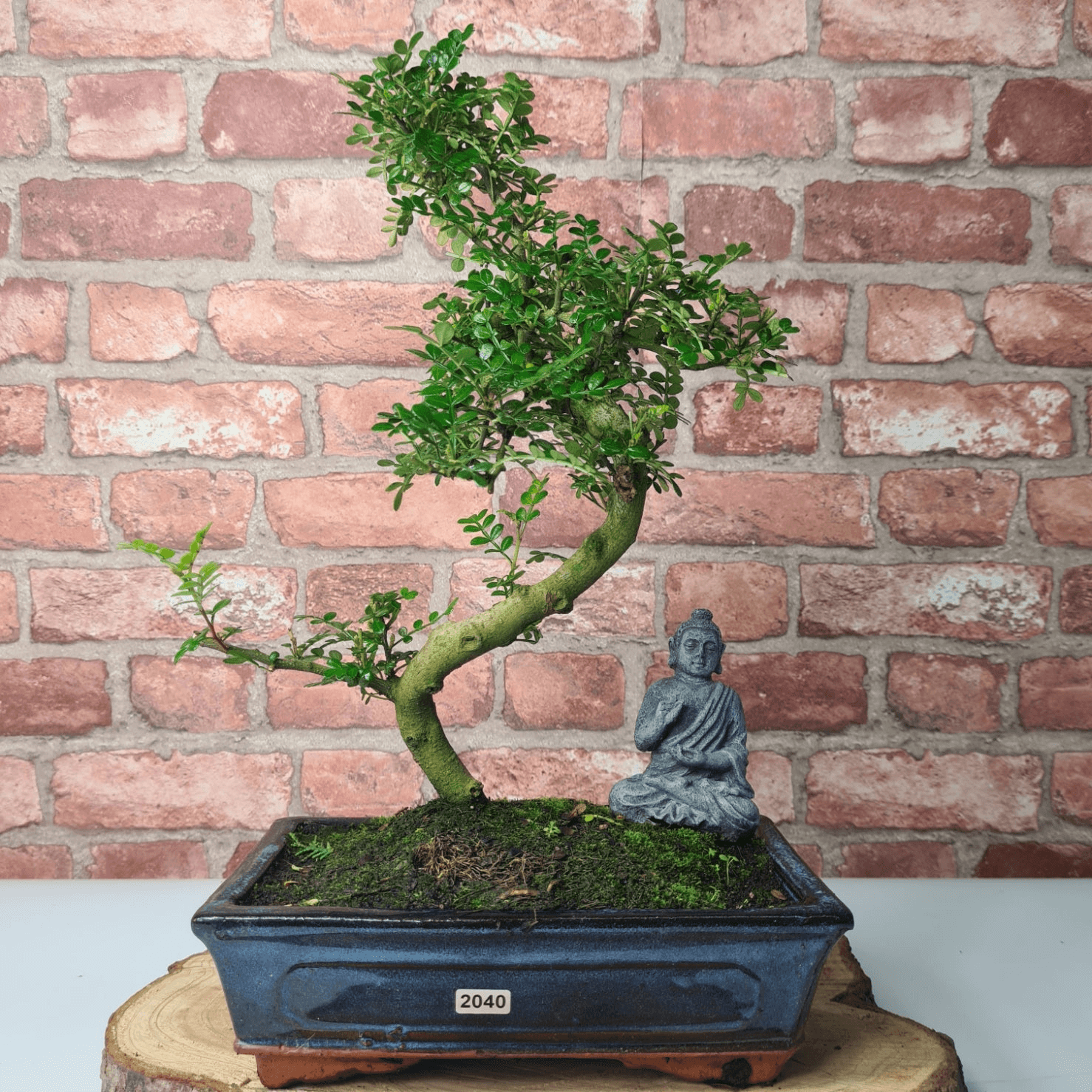 Chinese Pepper Bonsai Tree | 25cm Pot - Unique & Beautiful, Discover the Chinese Pepper Bonsai Tree from Sichuan, China. Aesthetic charm with glossy leaves and red berries. Buy this unique, cultural bonsai now!