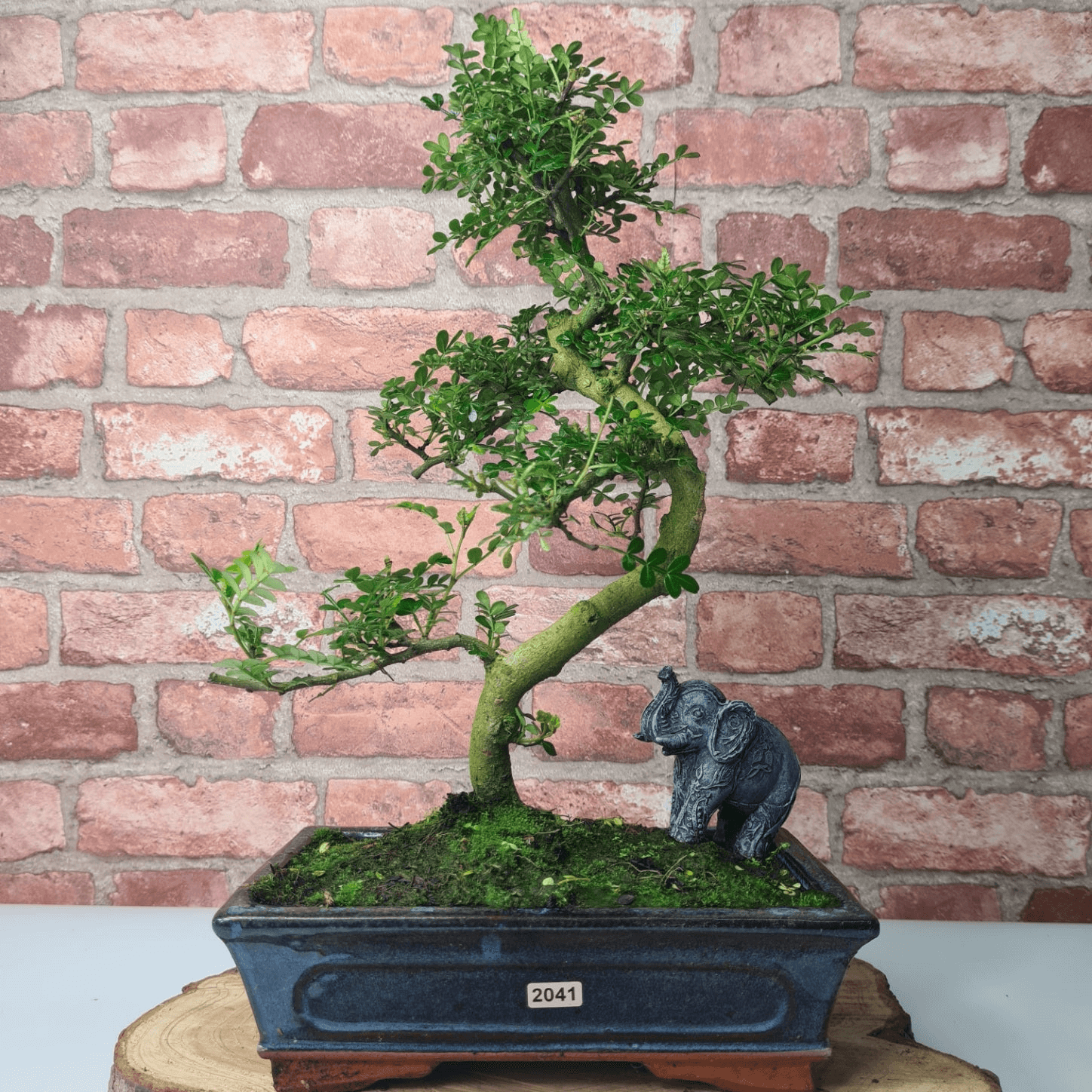 Chinese Pepper Bonsai Tree | 25cm Pot - Unique & Beautiful, Discover the Chinese Pepper Bonsai Tree from Sichuan, China. Aesthetic charm with glossy leaves and red berries. Buy this unique, cultural bonsai now!