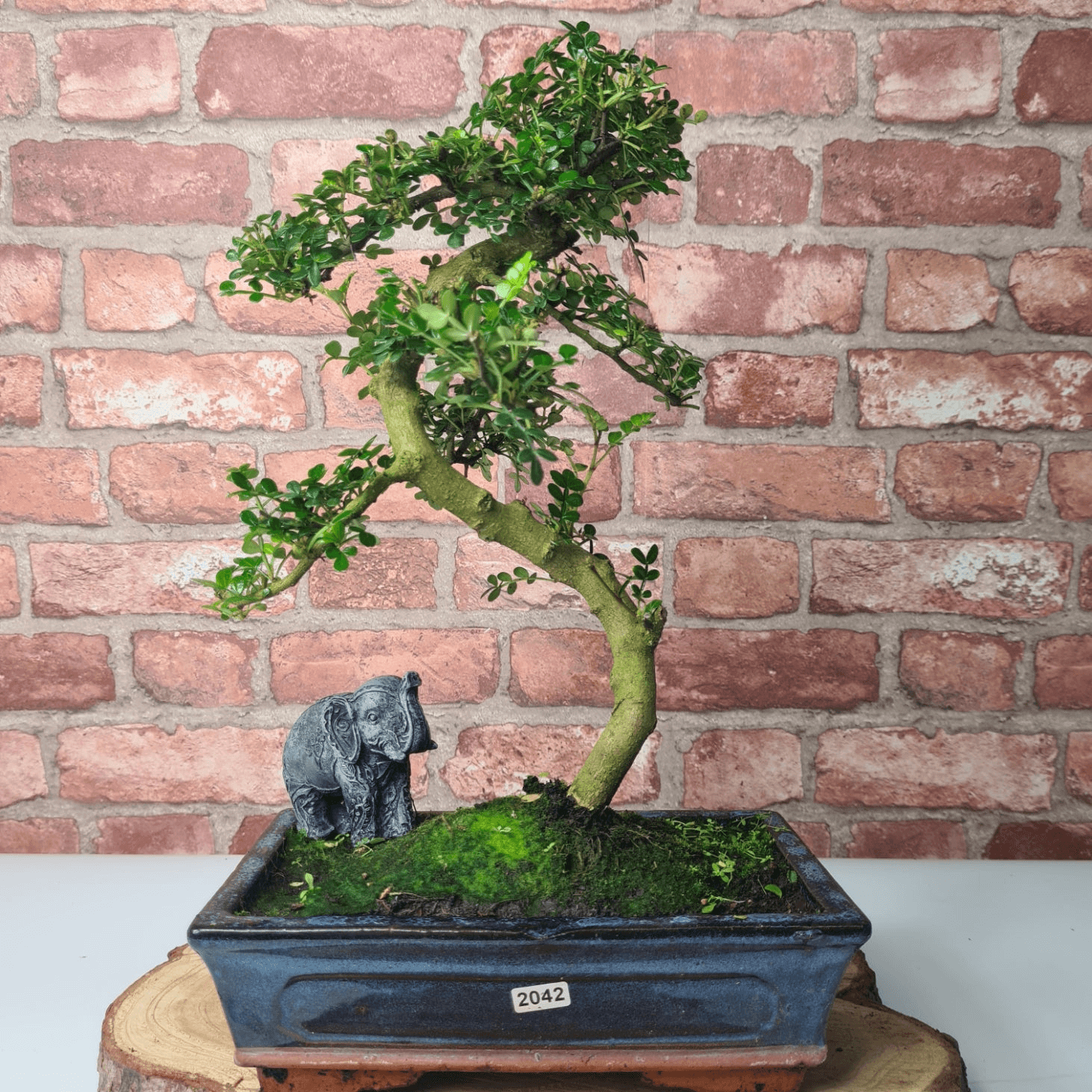 Chinese Pepper Bonsai Tree | 25cm Pot - Unique & Beautiful, Discover the Chinese Pepper Bonsai Tree from Sichuan, China. Aesthetic charm with glossy leaves and red berries. Buy this unique, cultural bonsai now!