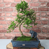 Chinese Pepper Bonsai Tree | 25cm Pot - Unique & Beautiful, Discover the Chinese Pepper Bonsai Tree from Sichuan, China. Aesthetic charm with glossy leaves and red berries. Buy this unique, cultural bonsai now!