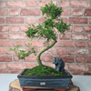 Chinese Pepper Bonsai Tree | 25cm Pot - Unique & Beautiful, Discover the Chinese Pepper Bonsai Tree from Sichuan, China. Aesthetic charm with glossy leaves and red berries. Buy this unique, cultural bonsai now!