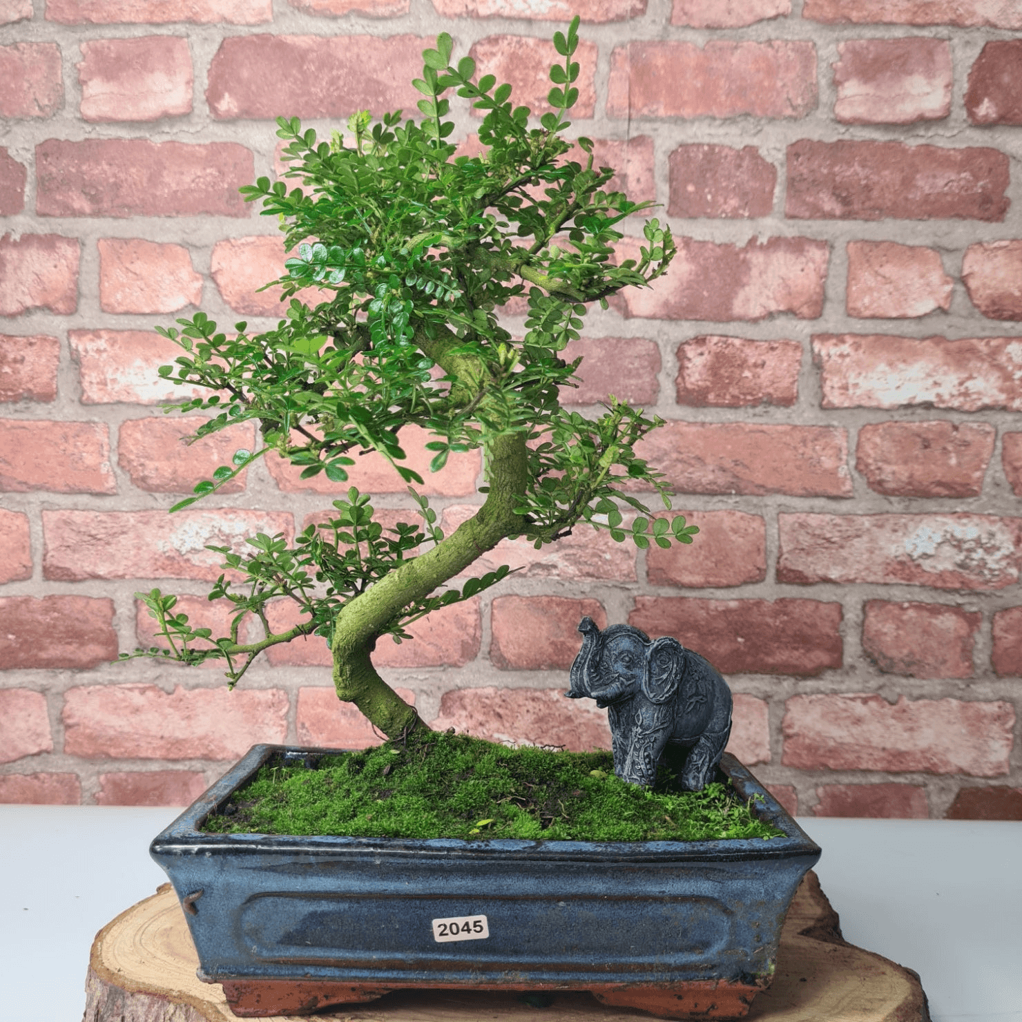 Chinese Pepper Bonsai Tree | 25cm Pot - Unique & Beautiful, Discover the Chinese Pepper Bonsai Tree from Sichuan, China. Aesthetic charm with glossy leaves and red berries. Buy this unique, cultural bonsai now!