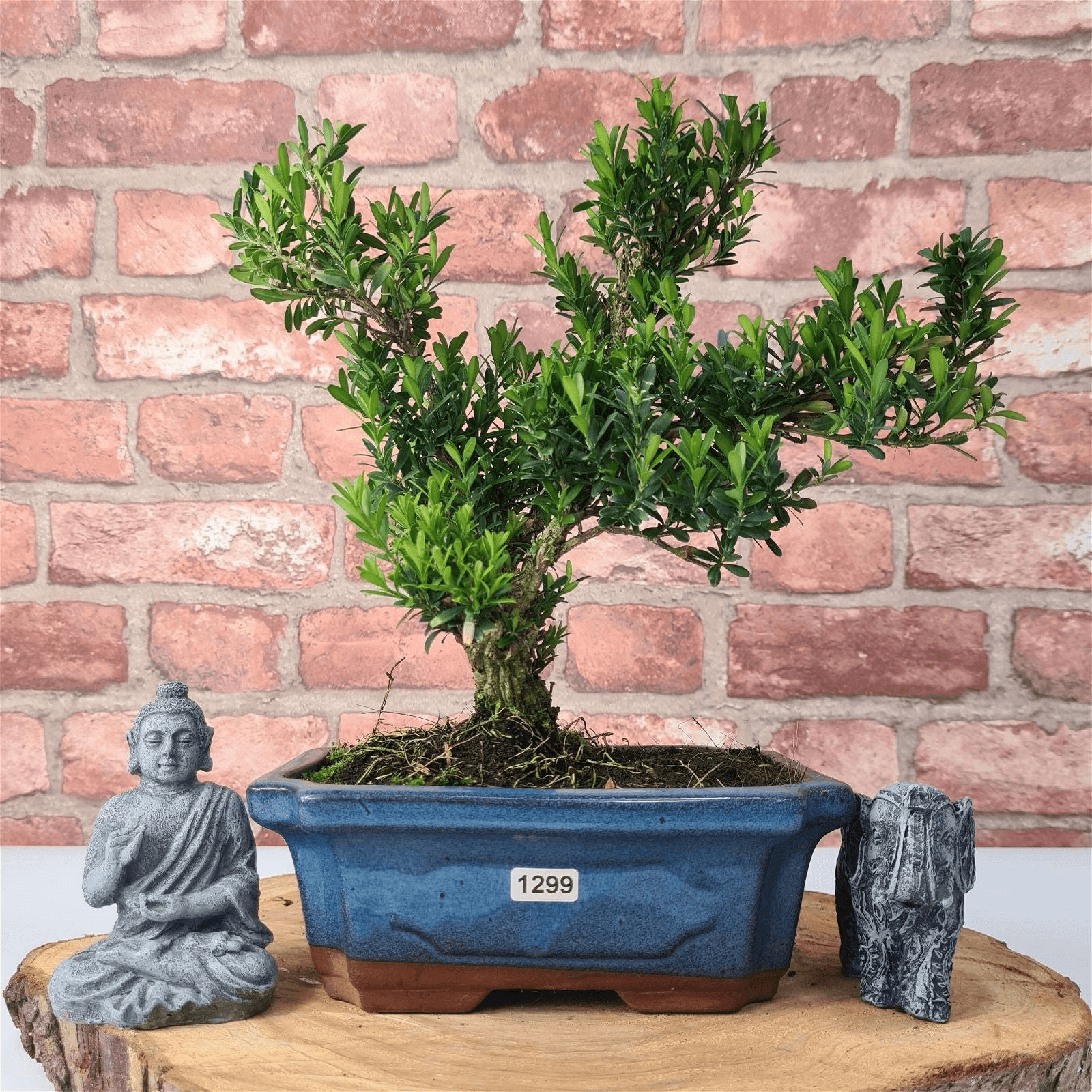 Boxwood Bonsai Tree | Shaped Buxus Harlandii, Enhance your space with the elegant Boxwood Bonsai Tree in a 20cm blue ceramic pot. Perfect for experienced gardeners.