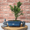 Boxwood Bonsai Tree | Shaped Buxus Harlandii, Enhance your space with the elegant Boxwood Bonsai Tree in a 20cm blue ceramic pot. Perfect for experienced gardeners.