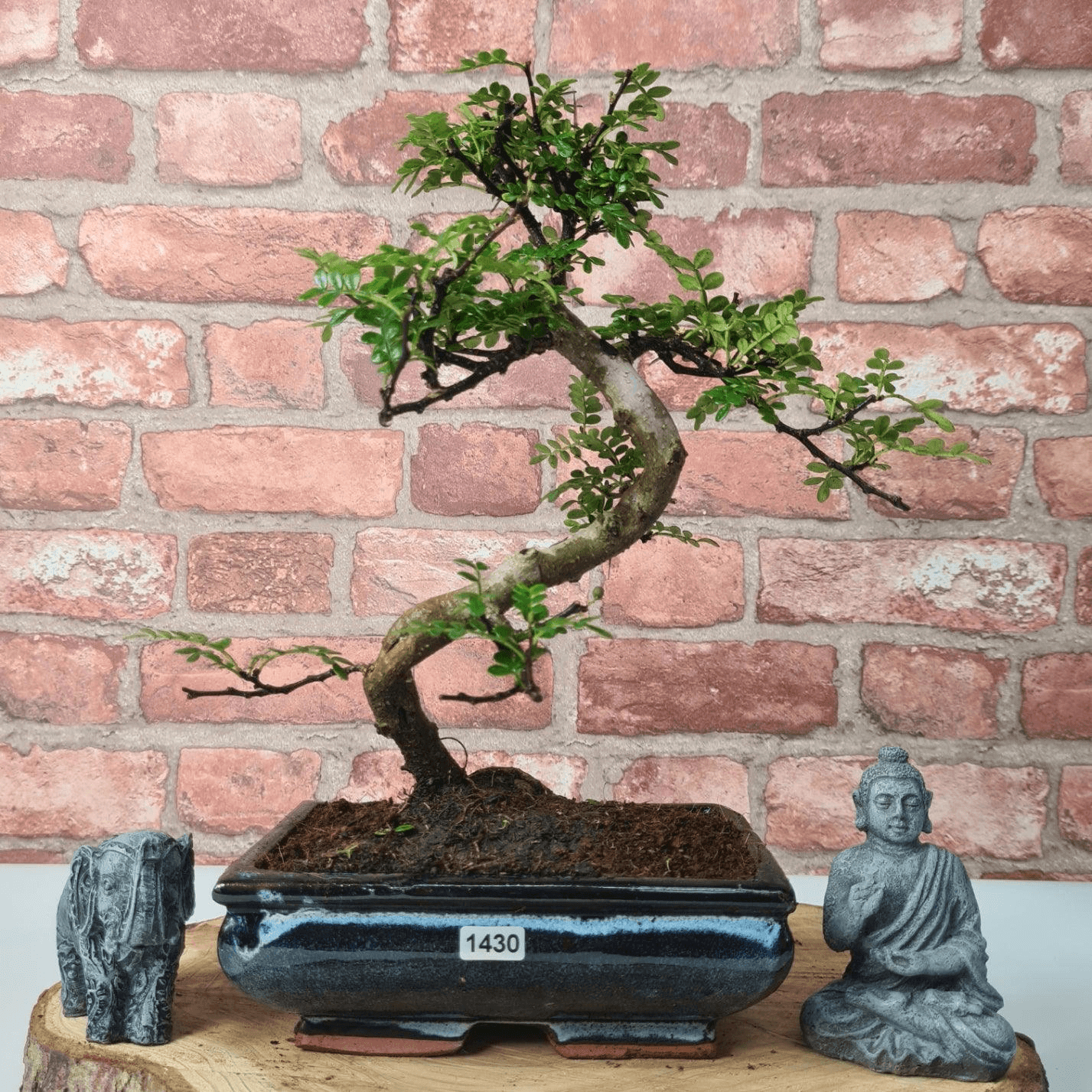 Chinese Pepper Bonsai Tree | 20cm Pot, Add charm to your home & garden with the custom-shaped Chinese Pepper Bonsai Tree. Easy care & unique features from Sichuan province.