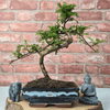 Chinese Pepper Bonsai Tree | 20cm Pot, Add charm to your home & garden with the custom-shaped Chinese Pepper Bonsai Tree. Easy care & unique features from Sichuan province.