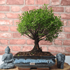 Exquisite Brush Cherry Bonsai Tree | 20cm Pot, Transform your space with the Brush Cherry Bonsai Tree in a blue glazed pot, perfect for home, office, or garden decor.