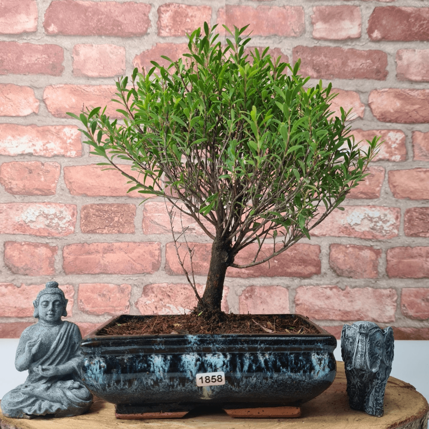 Exquisite Brush Cherry Bonsai Tree | 20cm Pot, Transform your space with the Brush Cherry Bonsai Tree in a blue glazed pot, perfect for home, office, or garden decor.