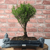 Exquisite Brush Cherry Bonsai Tree | 20cm Pot, Transform your space with the Brush Cherry Bonsai Tree in a blue glazed pot, perfect for home, office, or garden decor.