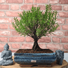 Exquisite Brush Cherry Bonsai Tree | 20cm Pot, Transform your space with the Brush Cherry Bonsai Tree in a blue glazed pot, perfect for home, office, or garden decor.