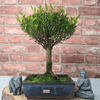 Exquisite Brush Cherry Bonsai Tree | 20cm Pot, Transform your space with the Brush Cherry Bonsai Tree in a blue glazed pot, perfect for home, office, or garden decor.