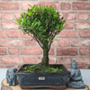 Exquisite Brush Cherry Bonsai Tree | 20cm Pot, Transform your space with the Brush Cherry Bonsai Tree in a blue glazed pot, perfect for home, office, or garden decor.