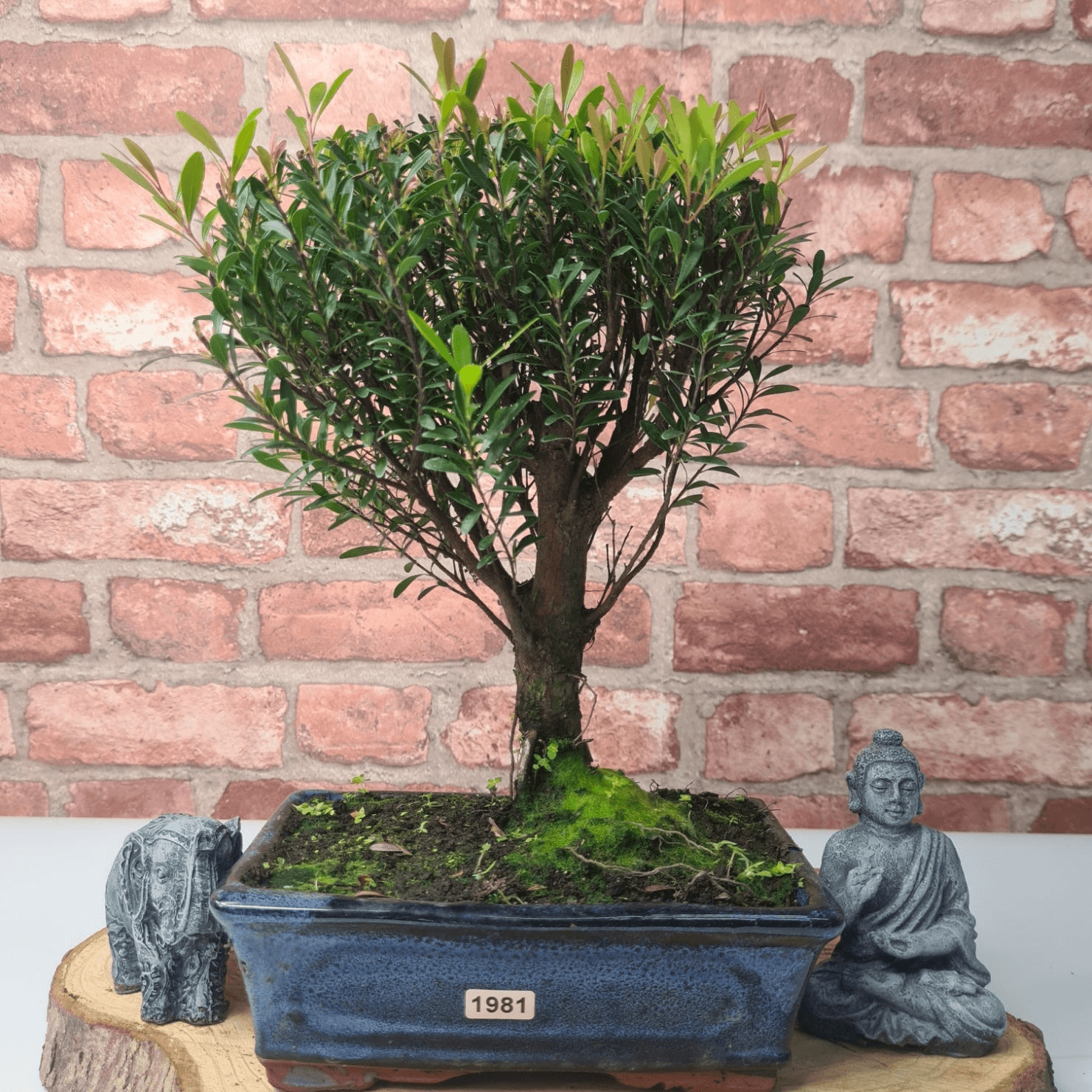 Exquisite Brush Cherry Bonsai Tree | 20cm Pot, Transform your space with the Brush Cherry Bonsai Tree in a blue glazed pot, perfect for home, office, or garden decor.