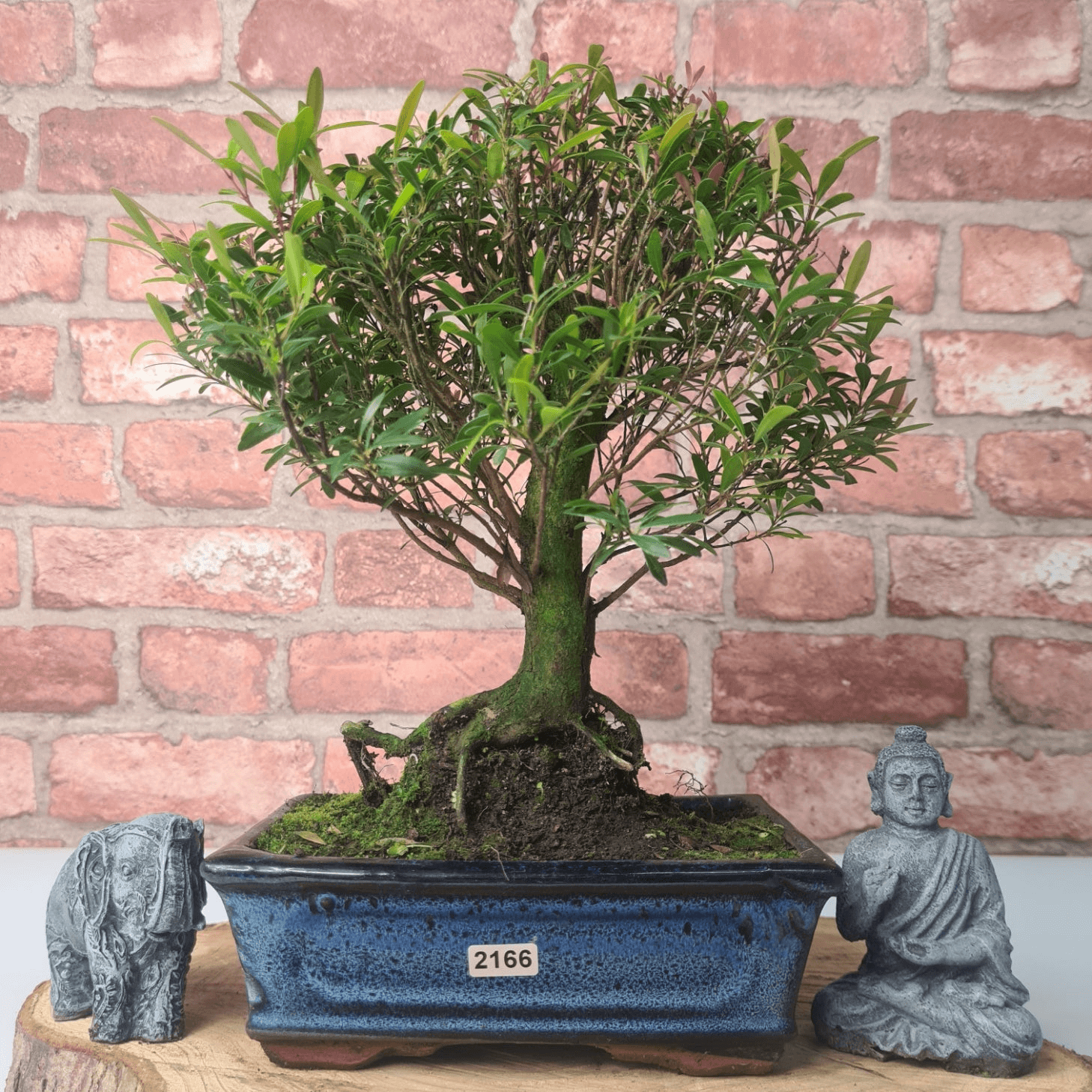 Exquisite Brush Cherry Bonsai Tree | 20cm Pot, Transform your space with the Brush Cherry Bonsai Tree in a blue glazed pot, perfect for home, office, or garden decor.