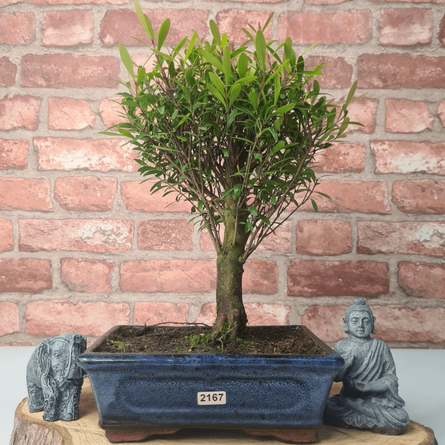 Exquisite Brush Cherry Bonsai Tree | 20cm Pot, Transform your space with the Brush Cherry Bonsai Tree in a blue glazed pot, perfect for home, office, or garden decor.