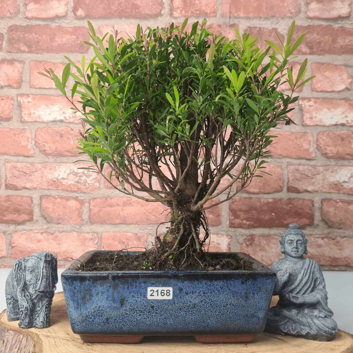 Exquisite Brush Cherry Bonsai Tree | 20cm Pot, Transform your space with the Brush Cherry Bonsai Tree in a blue glazed pot, perfect for home, office, or garden decor.