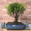 Exquisite Brush Cherry Bonsai Tree | 20cm Pot, Transform your space with the Brush Cherry Bonsai Tree in a blue glazed pot, perfect for home, office, or garden decor.