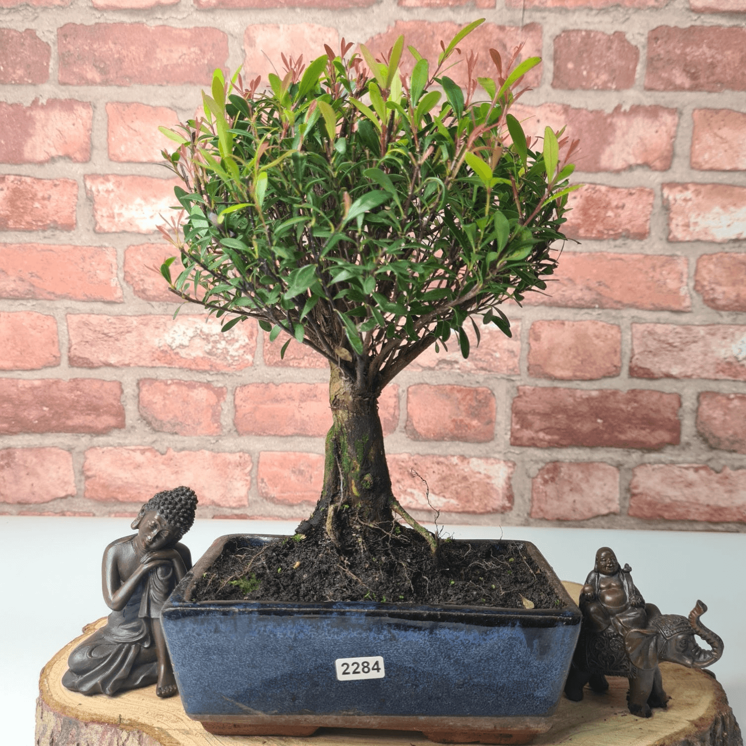 Exquisite Brush Cherry Bonsai Tree | 20cm Pot, Transform your space with the Brush Cherry Bonsai Tree in a blue glazed pot, perfect for home, office, or garden decor.