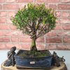 Exquisite Brush Cherry Bonsai Tree | 20cm Pot, Transform your space with the Brush Cherry Bonsai Tree in a blue glazed pot, perfect for home, office, or garden decor.