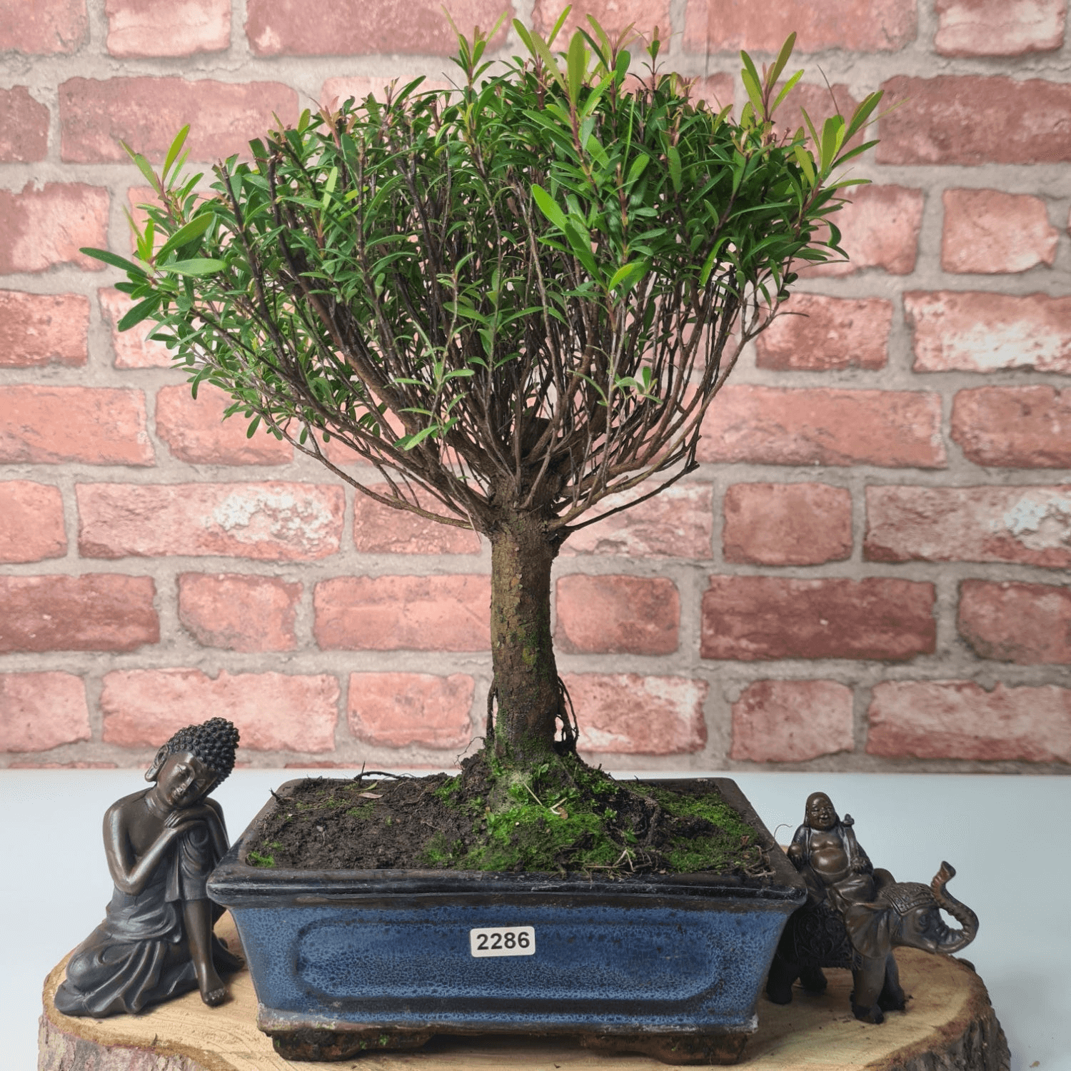 Exquisite Brush Cherry Bonsai Tree | 20cm Pot, Transform your space with the Brush Cherry Bonsai Tree in a blue glazed pot, perfect for home, office, or garden decor.