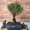 Exquisite Brush Cherry Bonsai Tree | 20cm Pot, Transform your space with the Brush Cherry Bonsai Tree in a blue glazed pot, perfect for home, office, or garden decor.