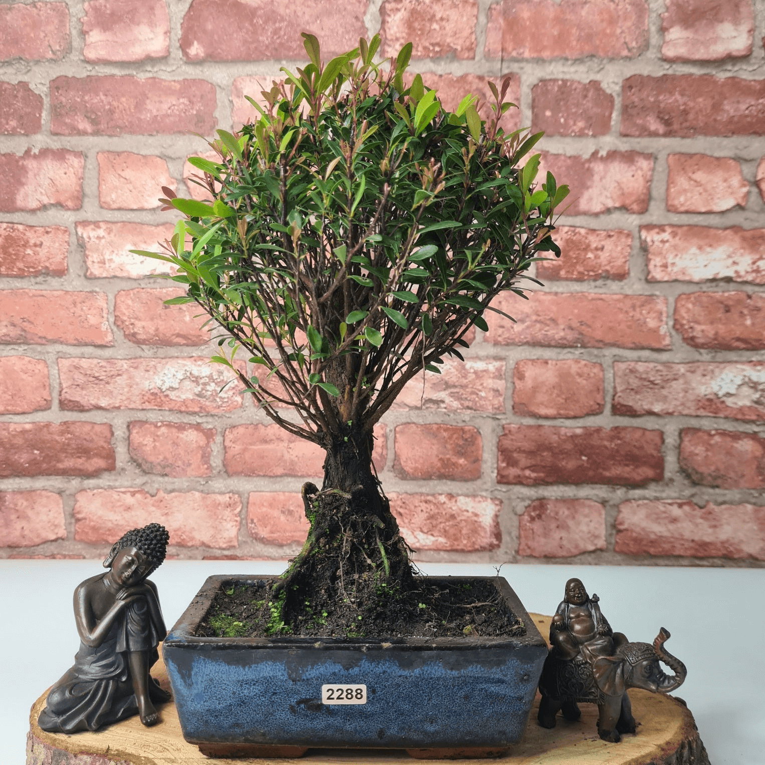 Exquisite Brush Cherry Bonsai Tree | 20cm Pot, Transform your space with the Brush Cherry Bonsai Tree in a blue glazed pot, perfect for home, office, or garden decor.