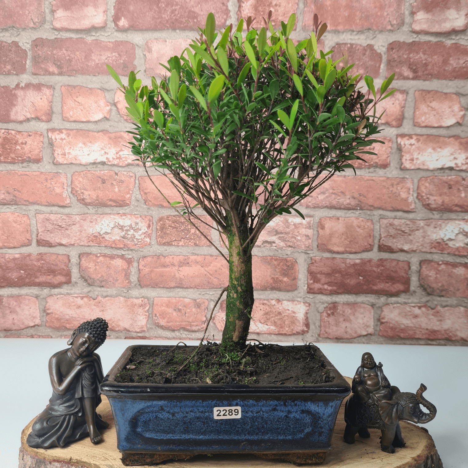 Exquisite Brush Cherry Bonsai Tree | 20cm Pot, Transform your space with the Brush Cherry Bonsai Tree in a blue glazed pot, perfect for home, office, or garden decor.