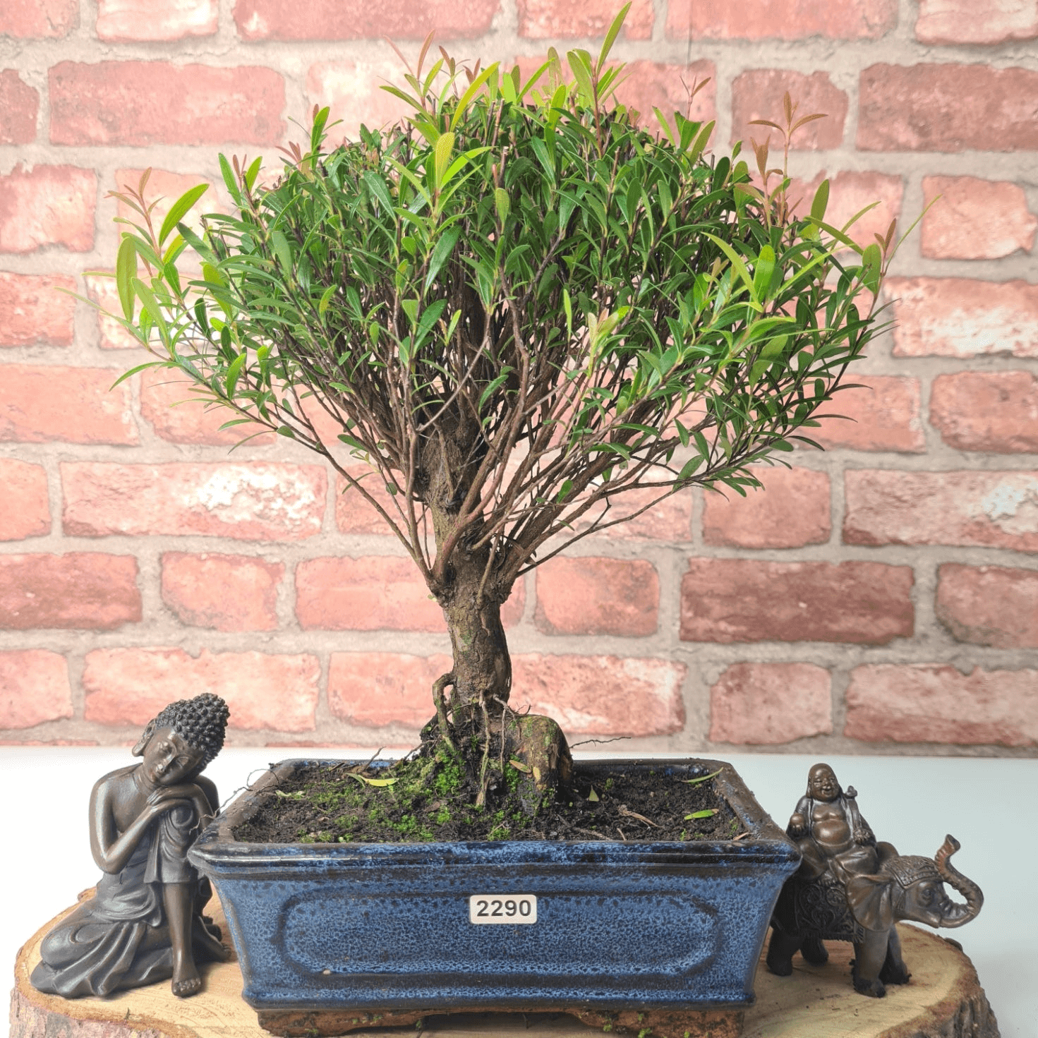 Exquisite Brush Cherry Bonsai Tree | 20cm Pot, Transform your space with the Brush Cherry Bonsai Tree in a blue glazed pot, perfect for home, office, or garden decor.