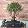 Exquisite Brush Cherry Bonsai Tree | 20cm Pot, Transform your space with the Brush Cherry Bonsai Tree in a blue glazed pot, perfect for home, office, or garden decor.