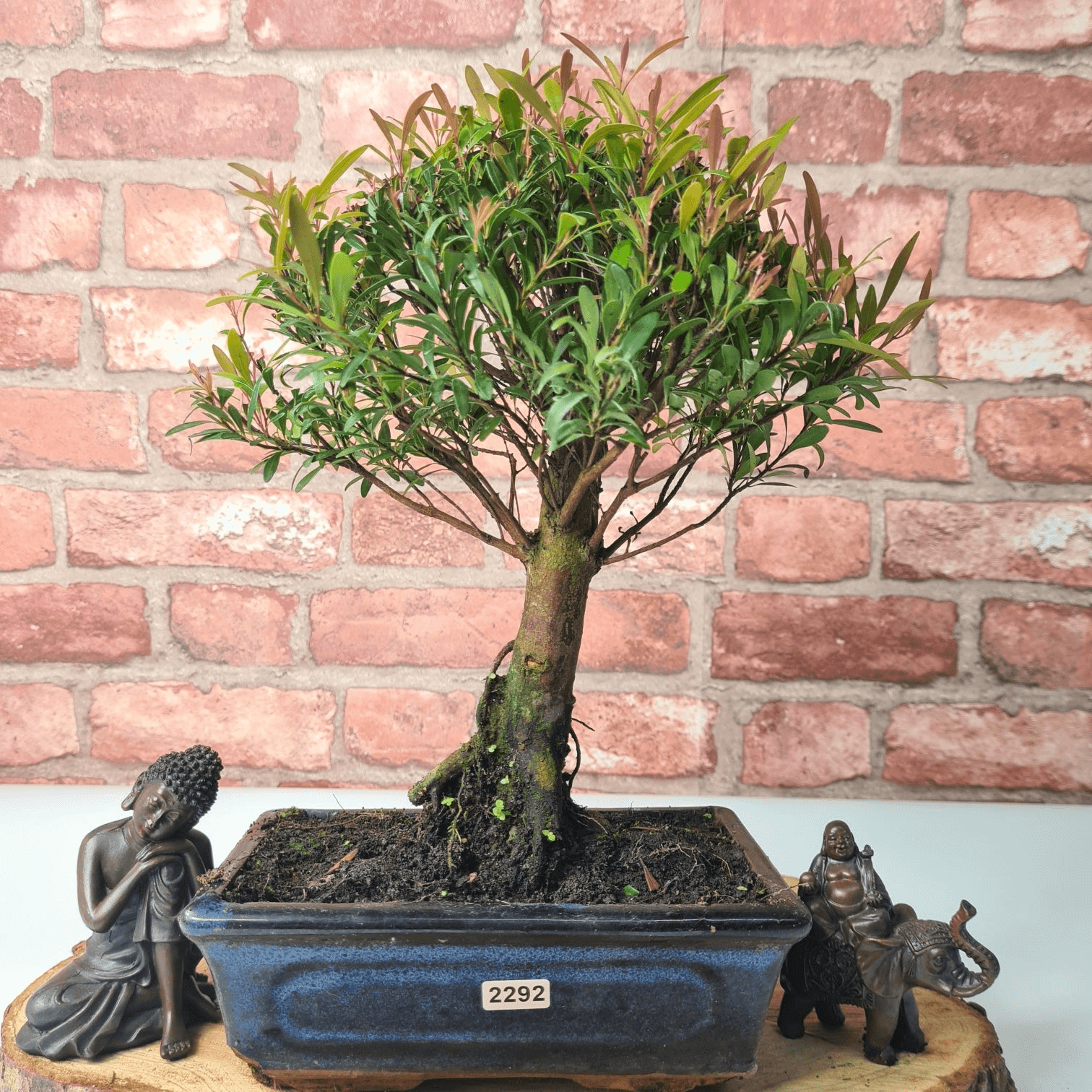 Exquisite Brush Cherry Bonsai Tree | 20cm Pot, Transform your space with the Brush Cherry Bonsai Tree in a blue glazed pot, perfect for home, office, or garden decor.