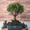 Exquisite Brush Cherry Bonsai Tree | 20cm Pot, Transform your space with the Brush Cherry Bonsai Tree in a blue glazed pot, perfect for home, office, or garden decor.