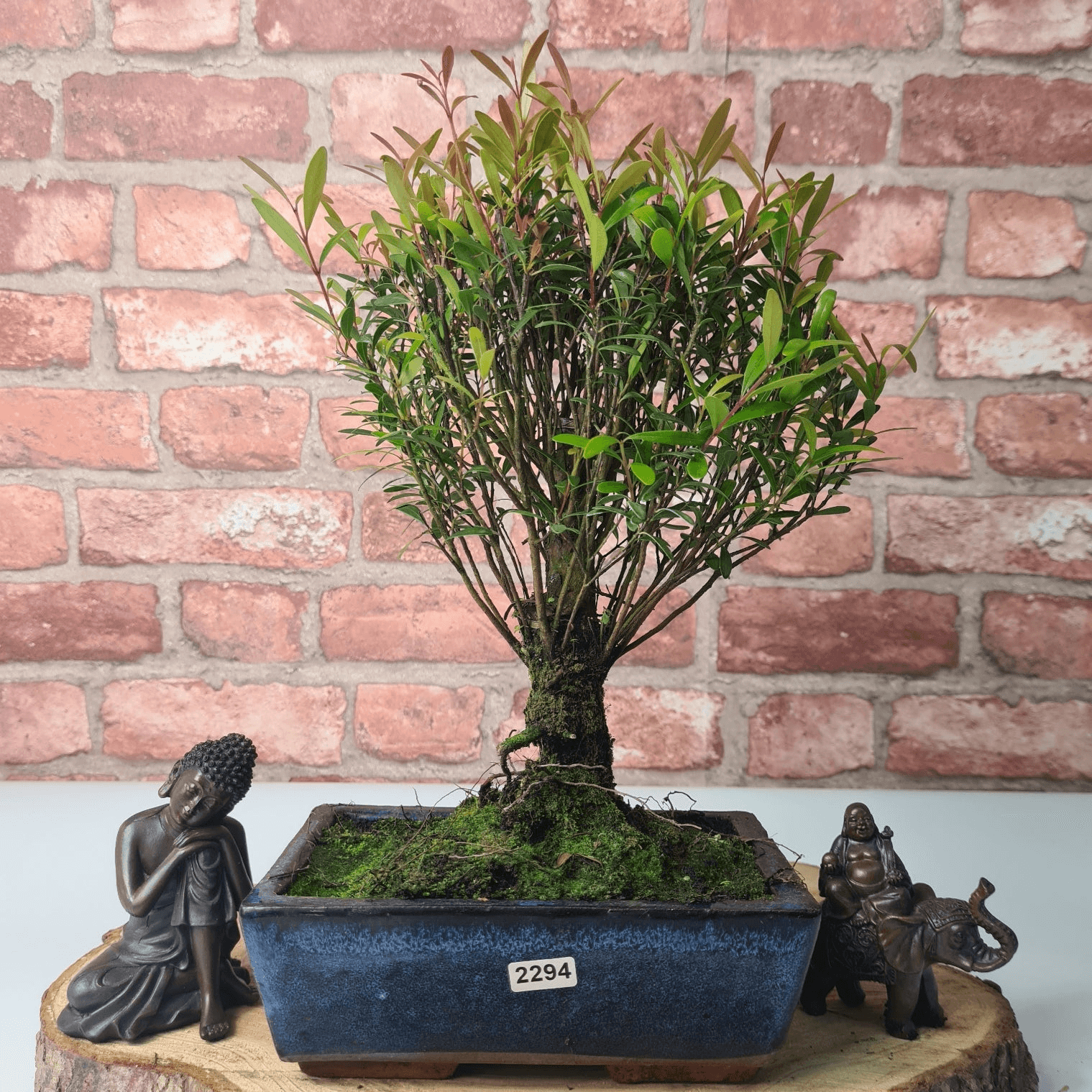 Exquisite Brush Cherry Bonsai Tree | 20cm Pot, Transform your space with the Brush Cherry Bonsai Tree in a blue glazed pot, perfect for home, office, or garden decor.