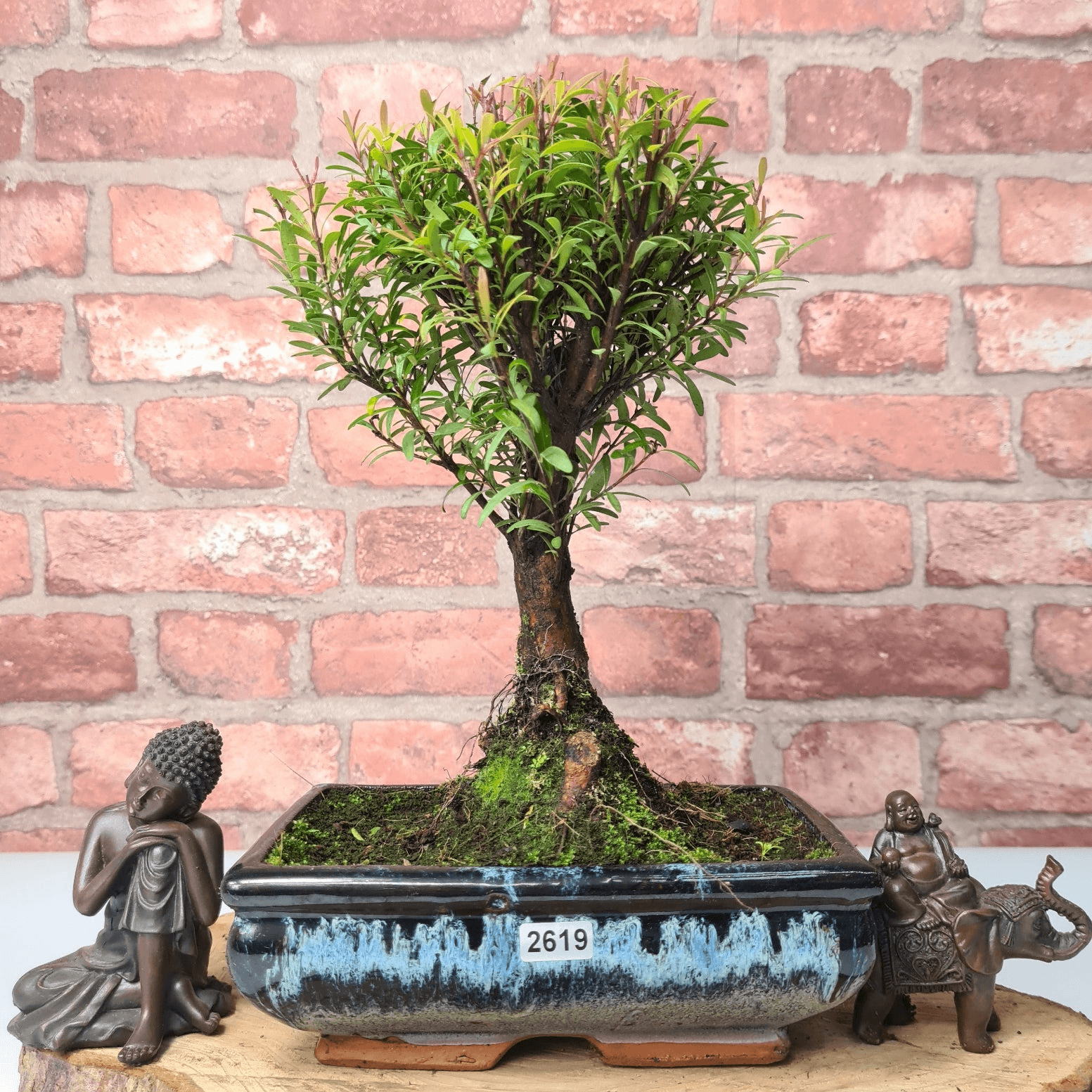 Exquisite Brush Cherry Bonsai Tree | 20cm Pot, Transform your space with the Brush Cherry Bonsai Tree in a blue glazed pot, perfect for home, office, or garden decor.