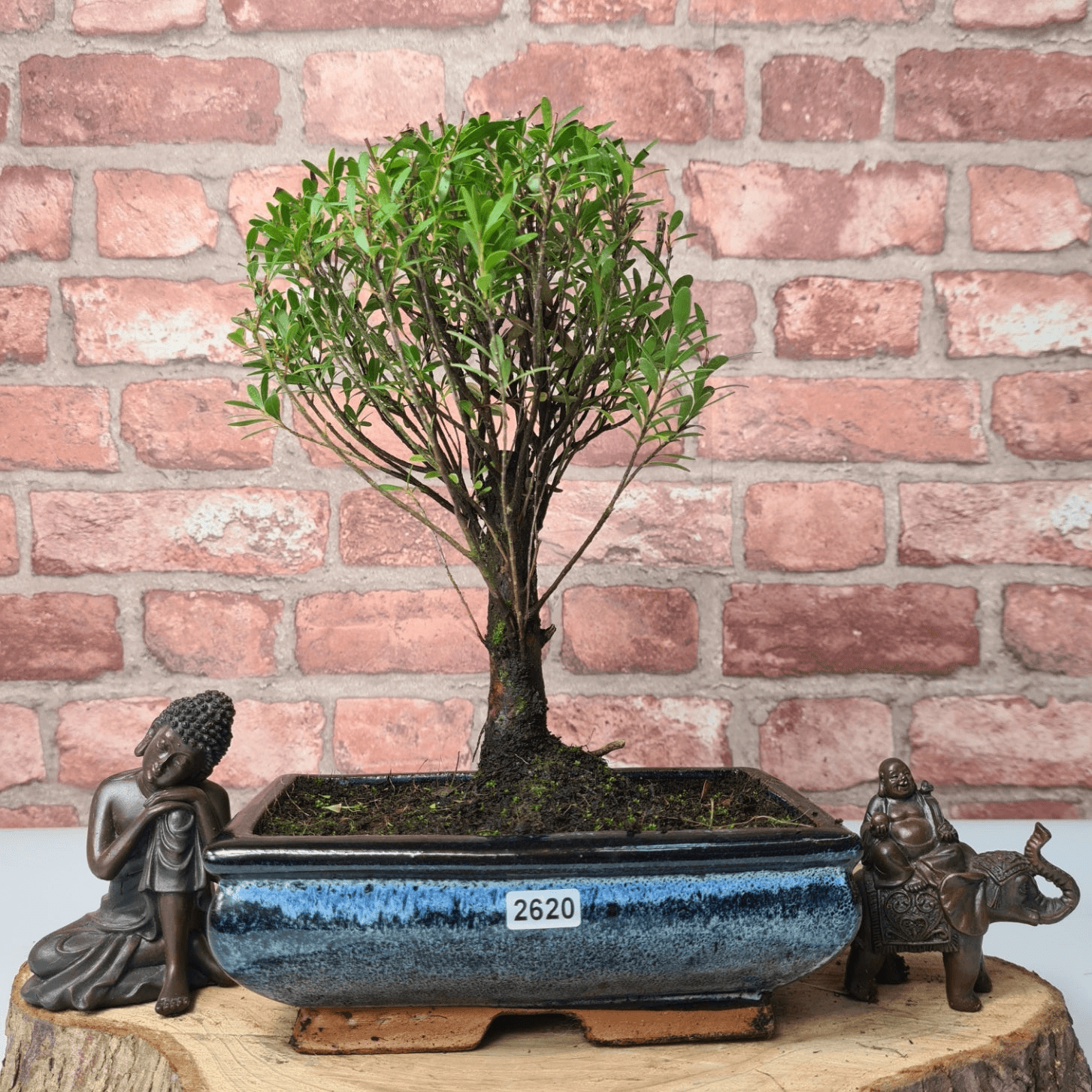 Exquisite Brush Cherry Bonsai Tree | 20cm Pot, Transform your space with the Brush Cherry Bonsai Tree in a blue glazed pot, perfect for home, office, or garden decor.