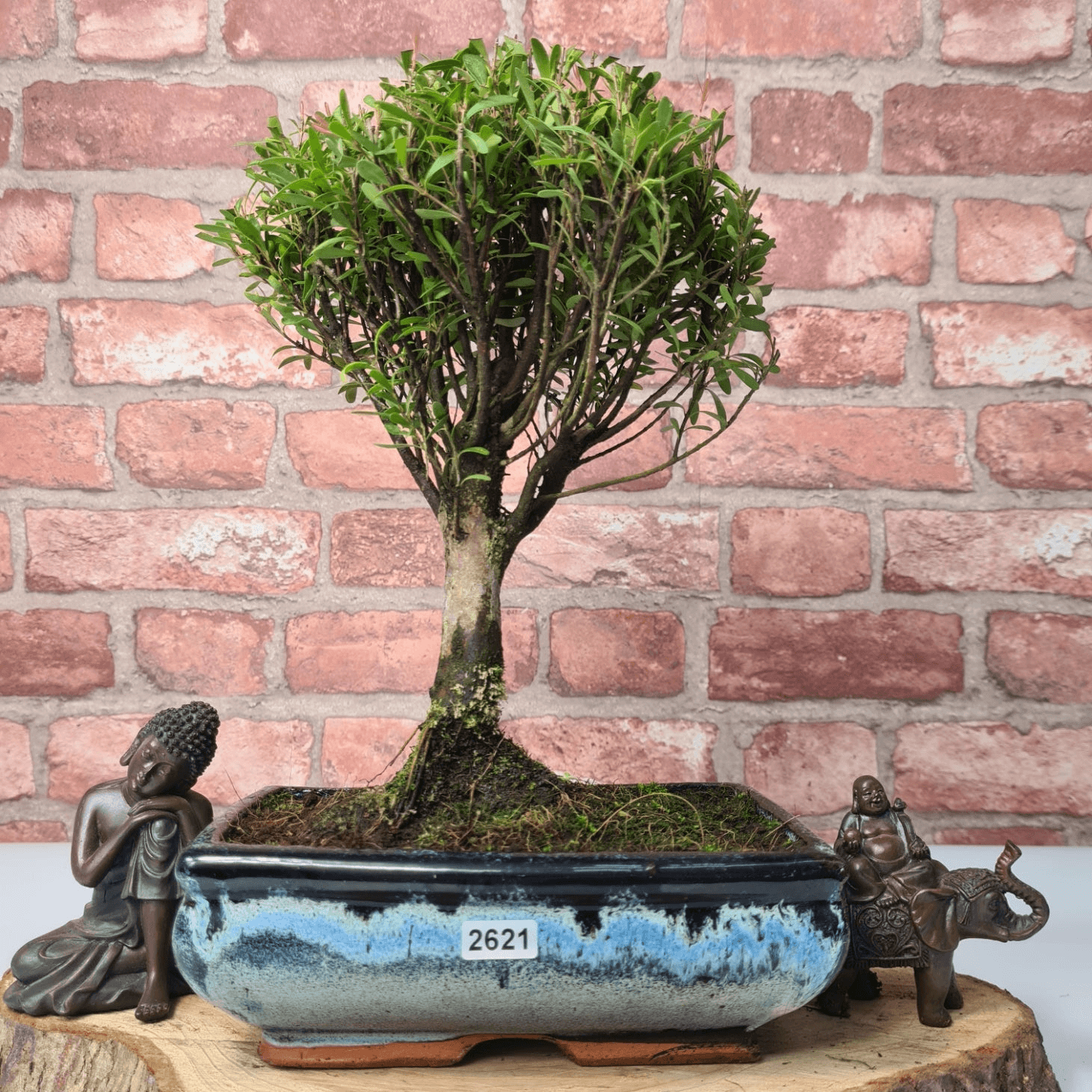 Exquisite Brush Cherry Bonsai Tree | 20cm Pot, Transform your space with the Brush Cherry Bonsai Tree in a blue glazed pot, perfect for home, office, or garden decor.