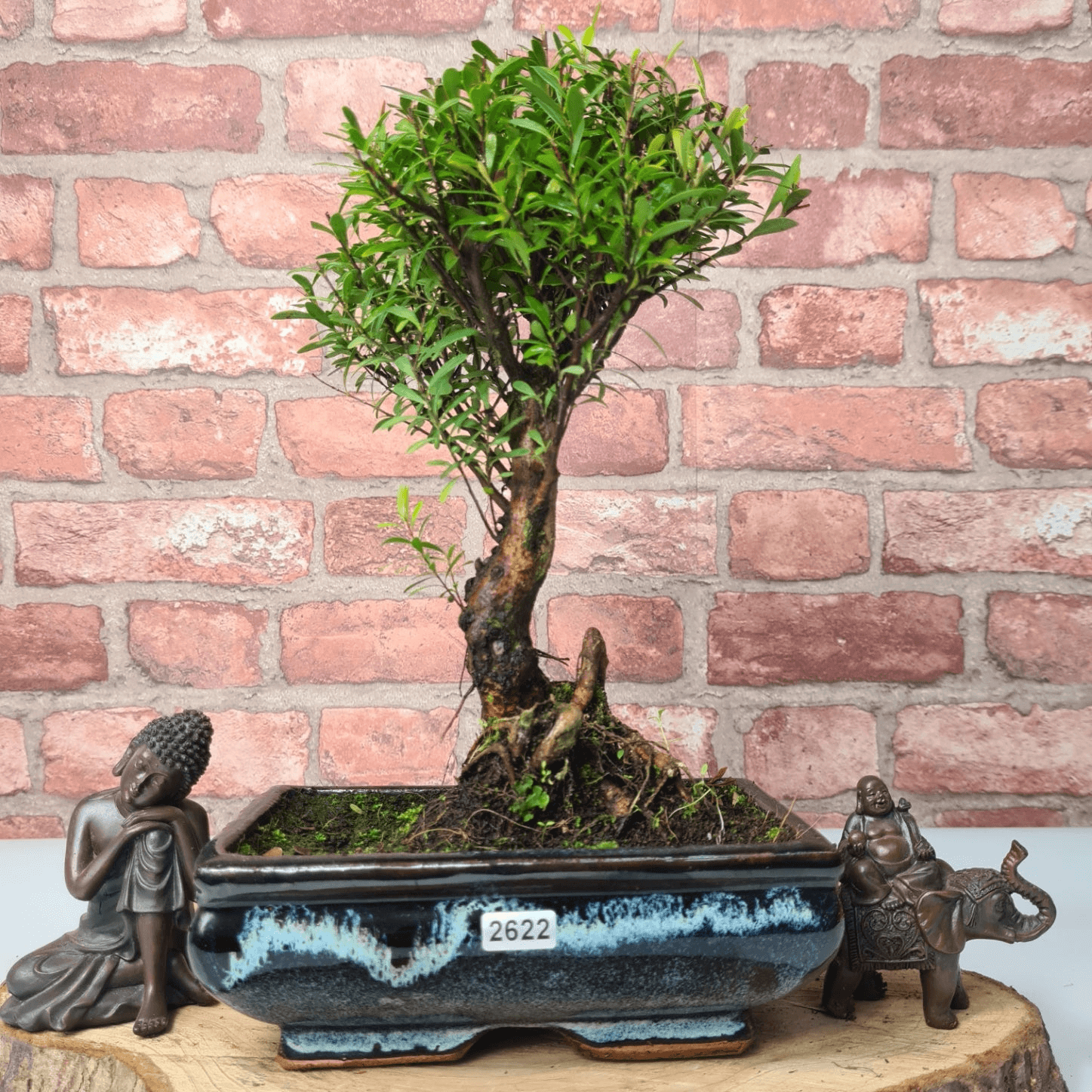 Exquisite Brush Cherry Bonsai Tree | 20cm Pot, Transform your space with the Brush Cherry Bonsai Tree in a blue glazed pot, perfect for home, office, or garden decor.