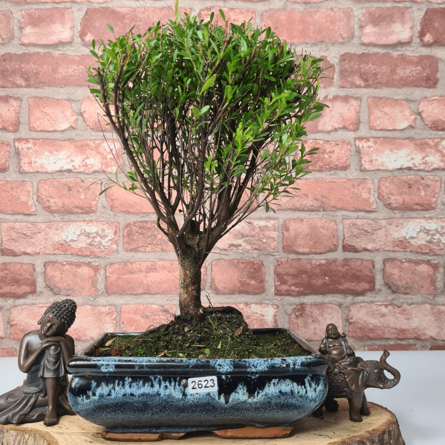 Exquisite Brush Cherry Bonsai Tree | 20cm Pot, Transform your space with the Brush Cherry Bonsai Tree in a blue glazed pot, perfect for home, office, or garden decor.